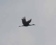 Antigone canadensis pulla