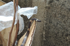 Leptodeira nigrofasciata