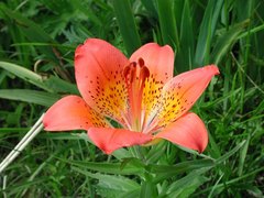 Lilium pensylvanicum
