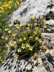 Saxifraga