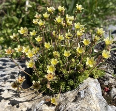Saxifraga