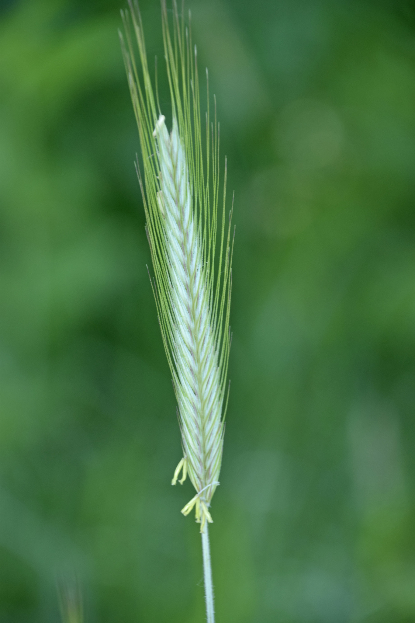 Secale cereale