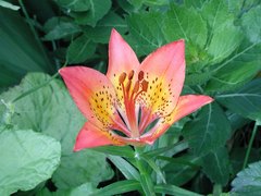 Lilium pensylvanicum