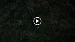 Leptodeira nigrofasciata