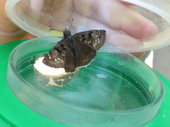 Erynnis persius