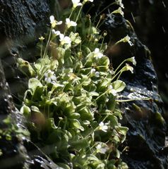 Pinguicula crystallina