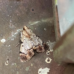 Epipaschia superatalis