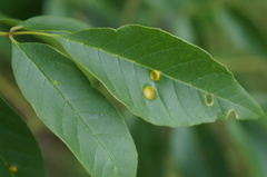 Puccinia sparganioidis