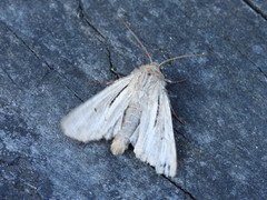Leucania comma