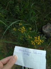 Tanacetum vulgare