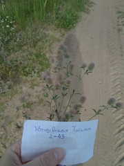 Trifolium arvense