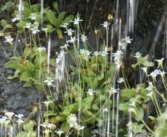 Pinguicula crystallina