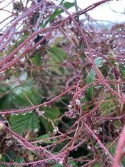 Cuscuta lupuliformis