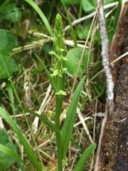Platanthera aquilonis