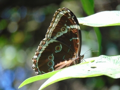 Morpho achilles