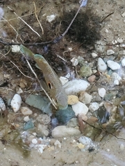 Lepomis peltastes