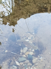 Lepomis peltastes
