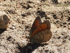 Erebia tyndarus