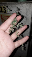 Euphorbia chamaesyce