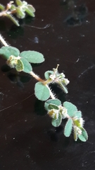 Euphorbia chamaesyce