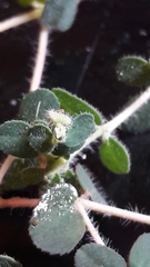 Euphorbia chamaesyce