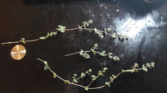 Euphorbia chamaesyce