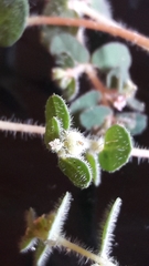 Euphorbia chamaesyce