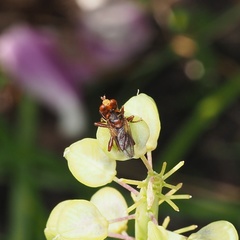 Sicus ferrugineus