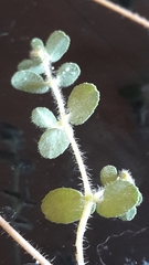 Euphorbia chamaesyce