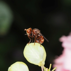 Sicus ferrugineus