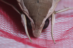 Theretra