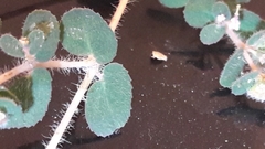 Euphorbia chamaesyce