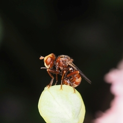 Sicus ferrugineus