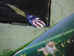 Heliconius ethilla