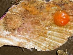 Boltenia echinata