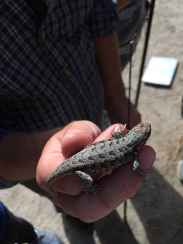 iNaturalist observation photo of Southern Sagebrush Lizard