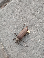 Aegosoma scabricorne