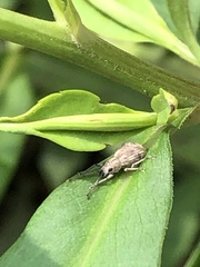 Calomycterus setarius