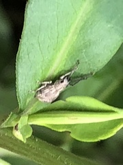 Calomycterus setarius