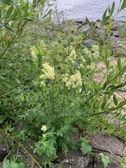 Thalictrum flavum