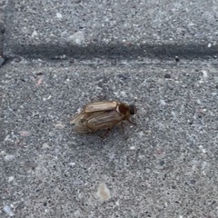 Amphimallon solstitiale