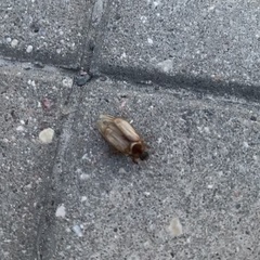Amphimallon solstitiale