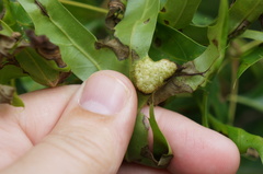Callirhytis favosa