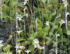 Pinguicula crystallina