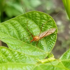 Nephrotoma ferruginea