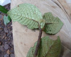 Psychotria mangenotii