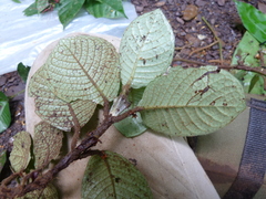 Psychotria mangenotii