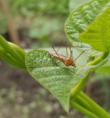 Nephrotoma ferruginea
