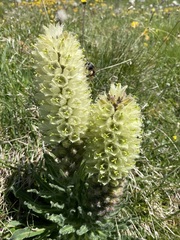 Campanula thyrsoides