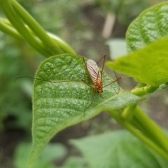 Nephrotoma ferruginea
